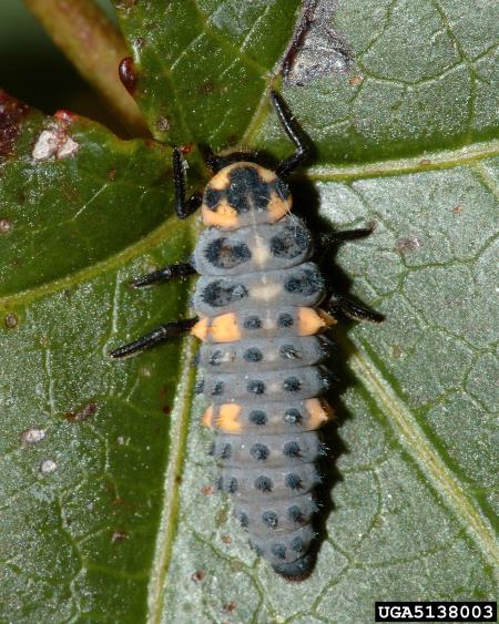 sedmeropikčasta polonica (<i>Coccinella septempunctata</i>)