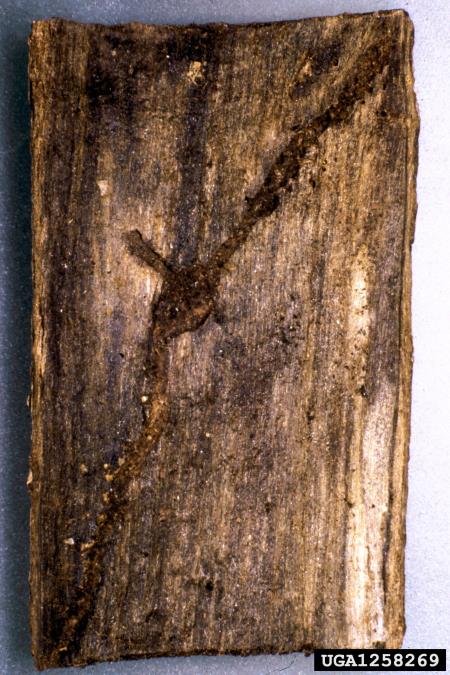 <i>Orthotomicus laricis</i>