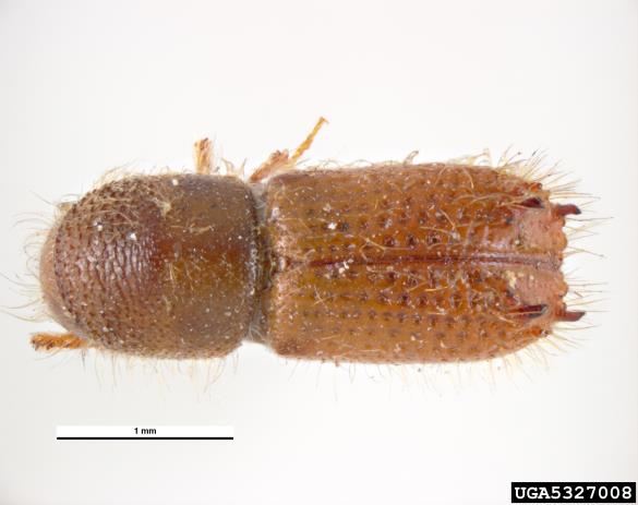 krivozobi jelov lubadar (<i>Pityokteines curvidens</i>)