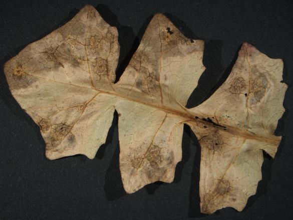 Aecidium compositarum 