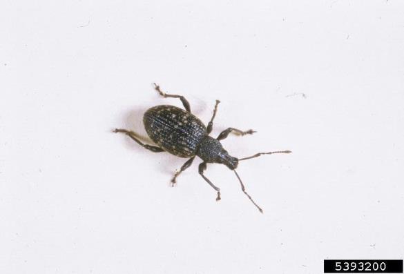 <i>Otiorhynchus</i> na <i>Humulus lupulus</i>