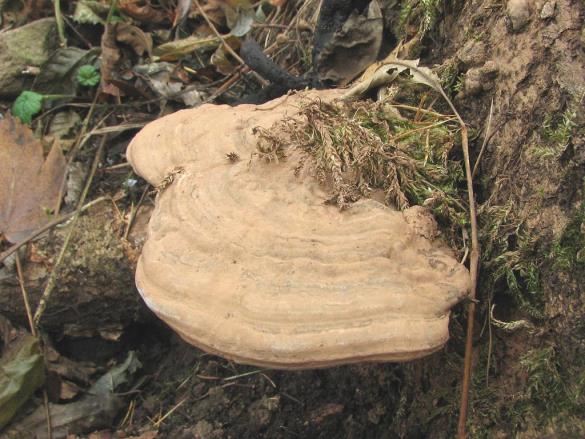 Ganoderma lipsiense