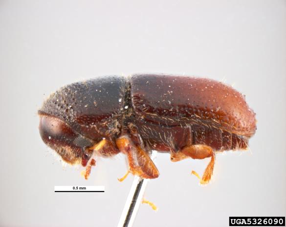 dvozobi borov lubadar (<i>Pityogenes bidentatus</i>)