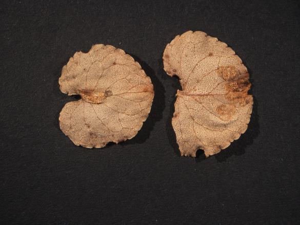 Aecidium violae 