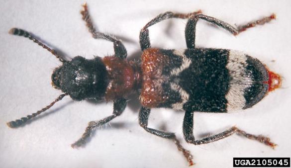mravljinčasti pisanec (<i>Thanasimus formicarius</i>)