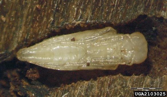 <i>Rhopalicus tutela</i> na <i>Ips amitinus</i>
