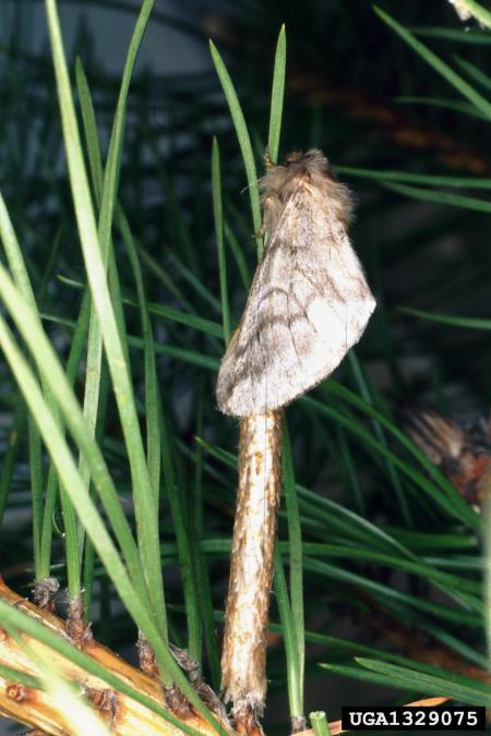pinijev sprevodni prelec (<i>Thaumatopoea pityocampa</i>) na <i>Pinus nigra</i>