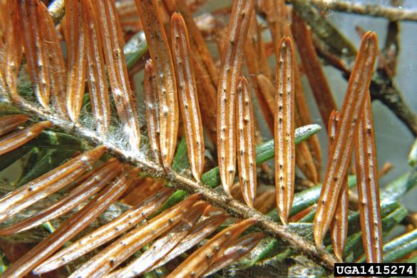 <i>Cytospora pinastri</i> na <i>Abies alba</i>
