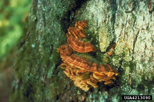 borov plutač (<i>Phellinus pini</i>) na <i>Pinus</i> spp.