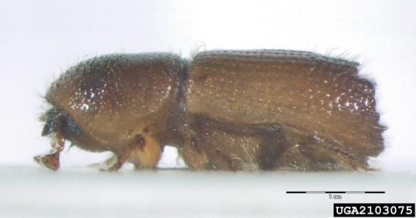 <i>Orthotomicus laricis</i>