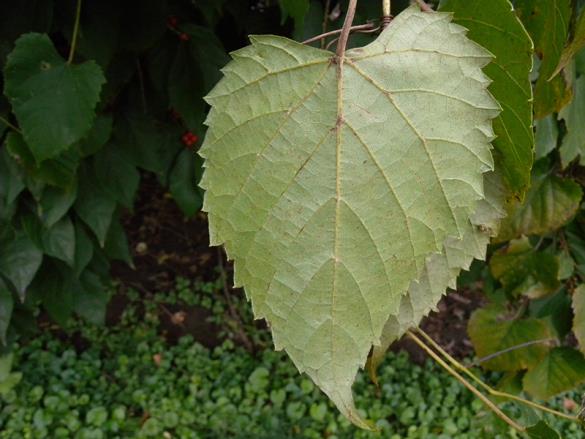 <i>Vitis vulpina</i>