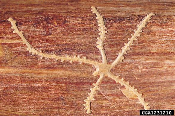 dvozobi borov lubadar (<i>Pityogenes bidentatus</i>)