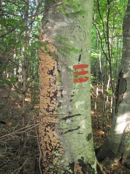 Stereum rugosum