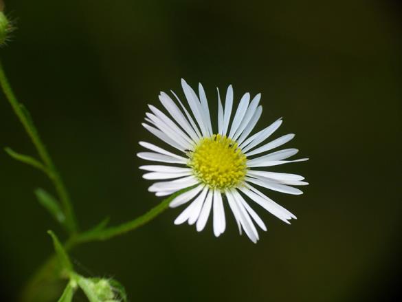 <i>Erigeron annuus</i>
