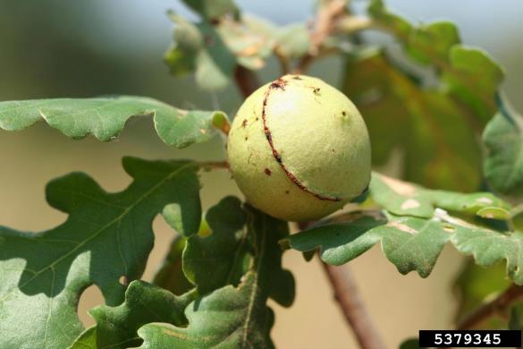 <i>Andricus quercustozae</i> na <i>Quercus</i> spp.
