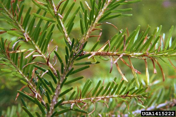 rja jelovih iglic (<i>Pucciniastrum epilobii</i>) na <i>Abies alba</i>