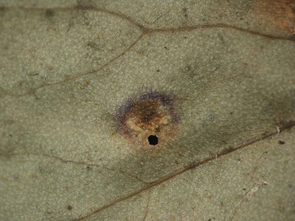 Aecidium tussilaginis