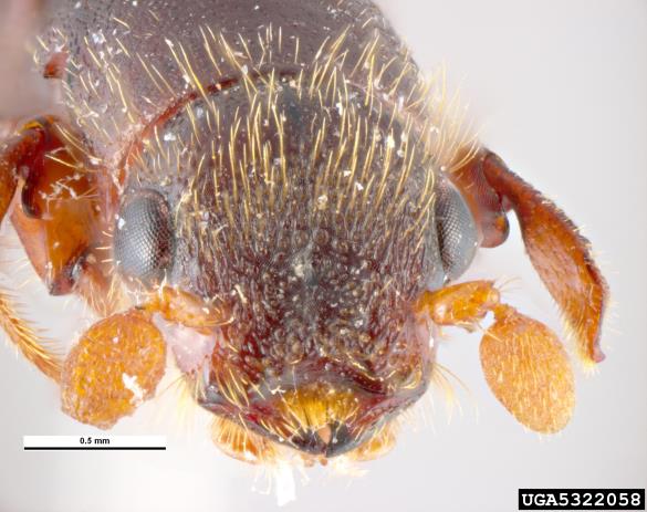 hrastov strženar (<i>Platypus cylindrus</i>)