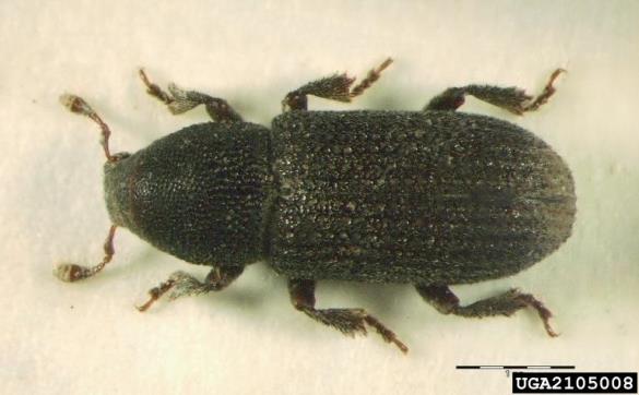smrekov koreninar (<i>Hylastes cunicularius</i>)