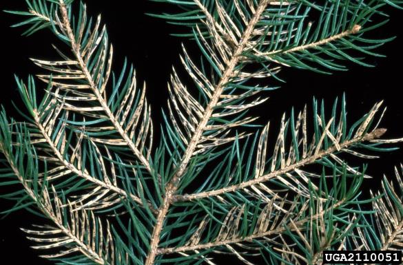 <i>Lirula macrospora</i> na <i>Picea abies</i>
