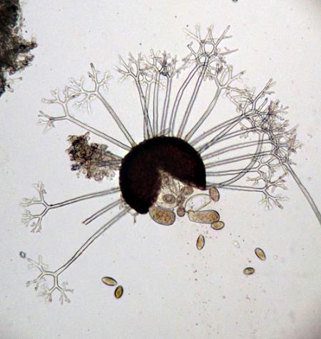 <i>Erysiphe berberidis</i>