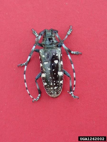 azijski kozliček (<i>Anoplophora glabripennis</i>)