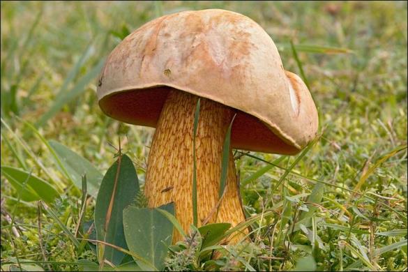 Boletus luridus