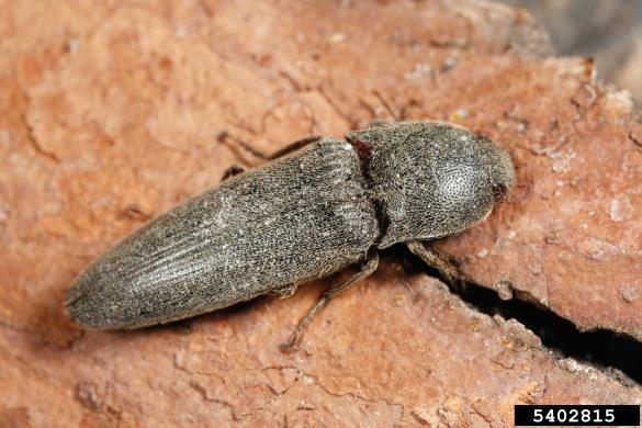 <i>Melanotus</i>