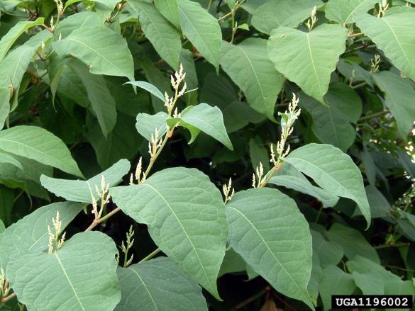 japonski dresnik (<i>Fallopia japonica</i>)