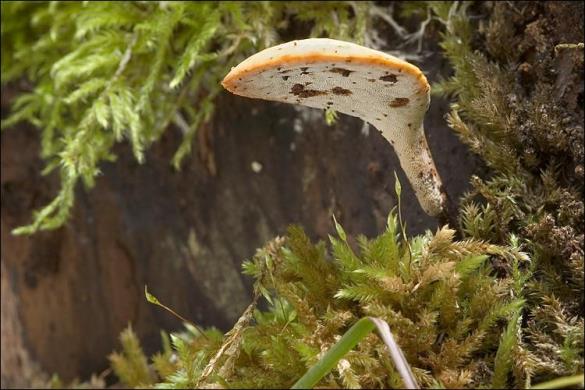 Polyporus varius