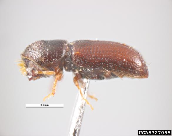 jelov vejni lubadar (<i>Pityophthorus pityographus</i>)