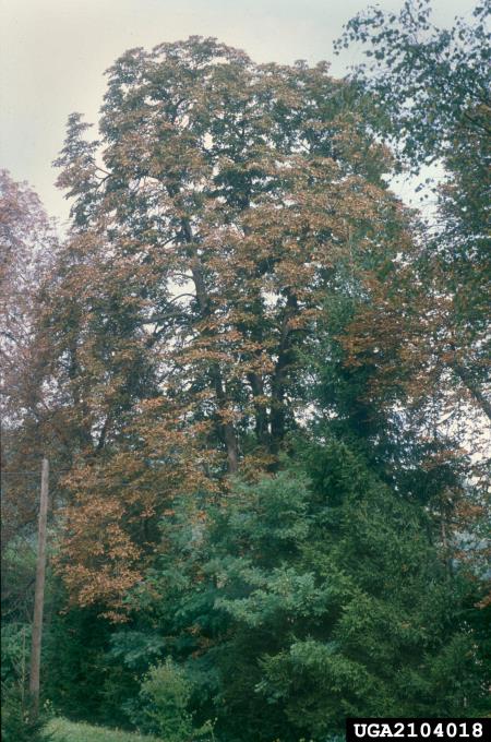 listni zavrtač divjega kostanja (<i>Cameraria ohridella</i>) na <i>Aesculus hippocastanum</i>