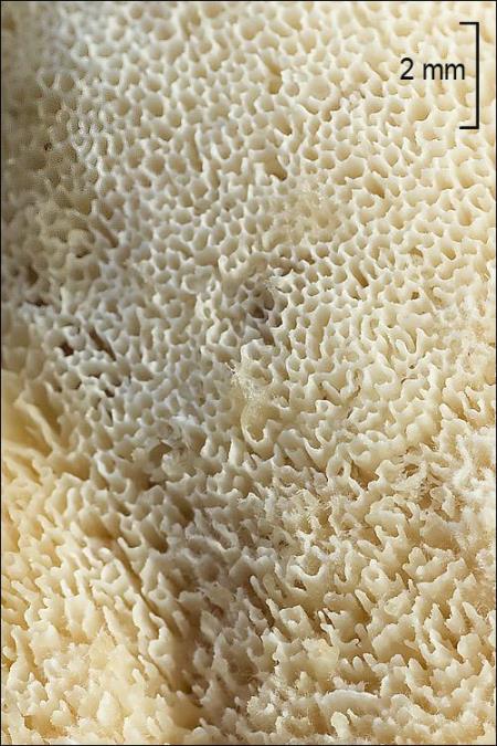 Trametes pubescens
