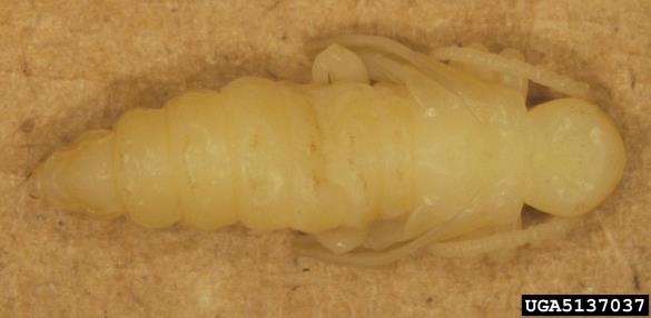 rjavi smrekov kozliček (<i>Tetropium fuscum</i>) na <i>Picea glauca</i>