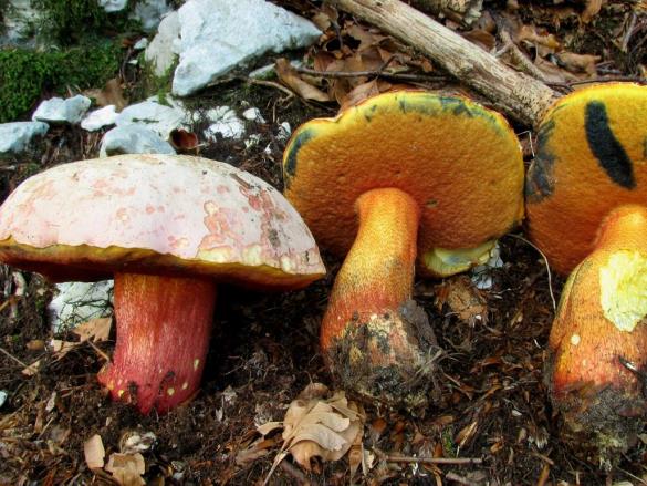 Boletus rhodoxanthus
