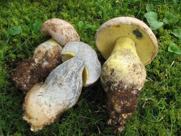Boletus radicans