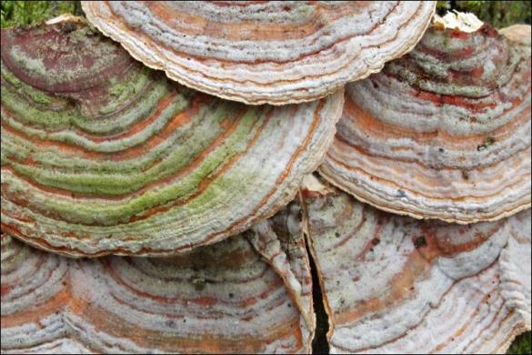 Stereum hirsutum