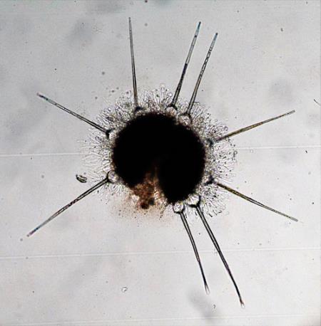 <em>Phyllactinia betulae</em>
