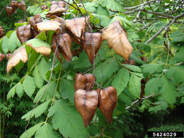 <i>Koelreuteria paniculata</i>