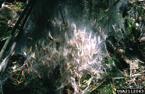 čremsov zapredkar (<i>Yponomeuta evonymella</i>) na <i>Prunus padus</i>