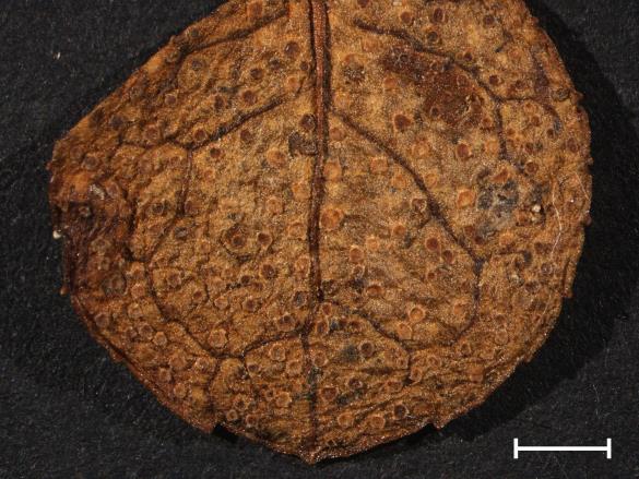 Chrysomyxa pyrolatum