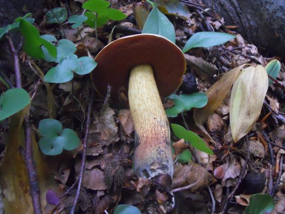 Boletus luridus