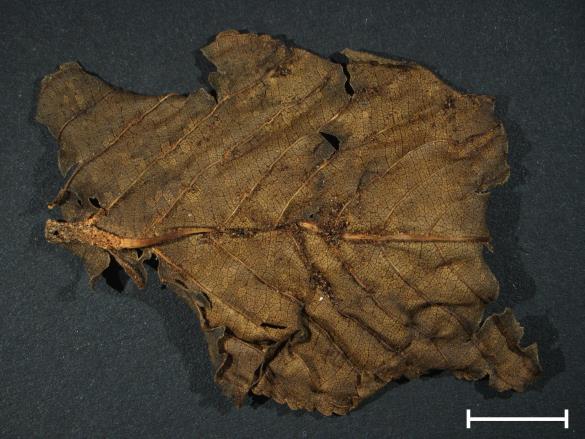 Aecidium rhamni
