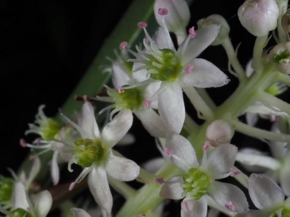 <i>Phytolacca acinosa</i>