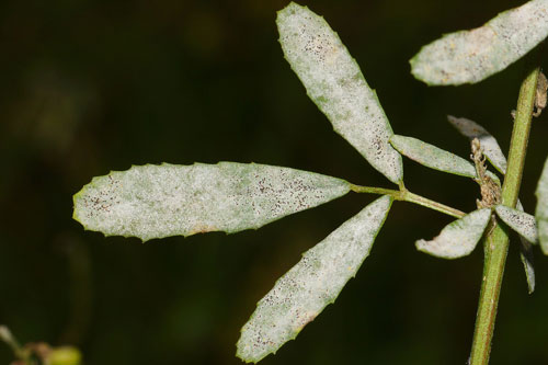 <i>Erysiphe trifolii</i>