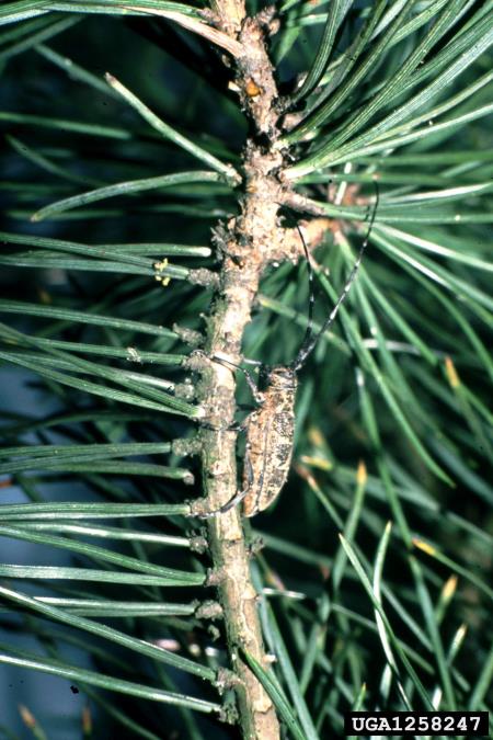<i>Monochamus galloprovincialis</i> na <i>Pinus sylvestris</i>