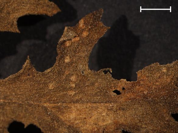 Coleosporium senecionis