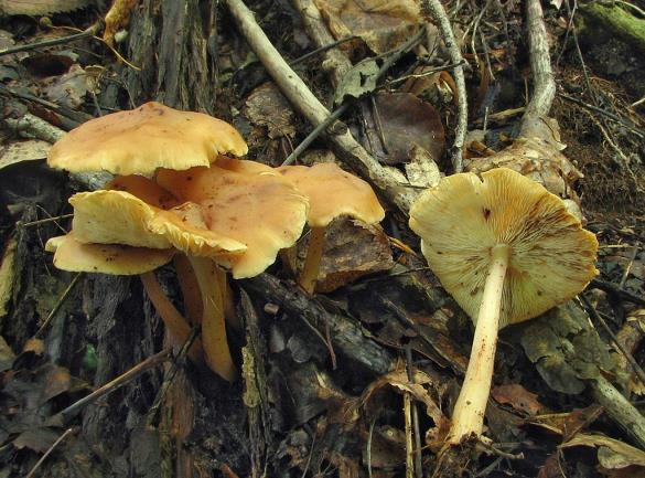 Collybia distorta