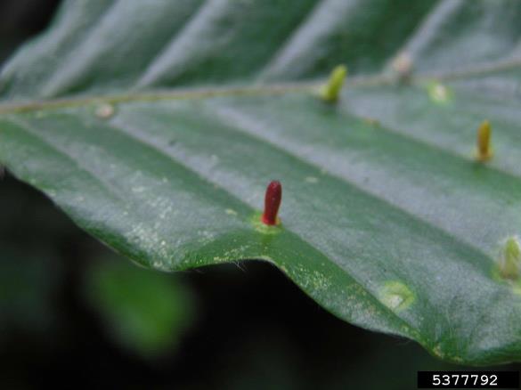 mala bukova listna hržica (<i>Hartigiola annulipes</i>) na <i>Fagus sylvatica</i>