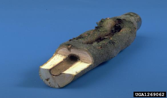 jesenov zavrtač ali modro sitce (<i>Zeuzera pyrina</i>) na <i>Fagus sylvatica</i>